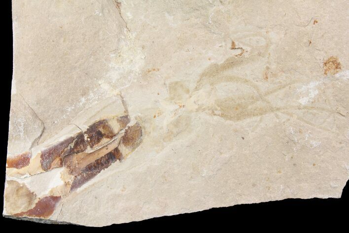 Cretaceous Fossil Squid with Ink Sack & Tentacles - Lebanon #163097